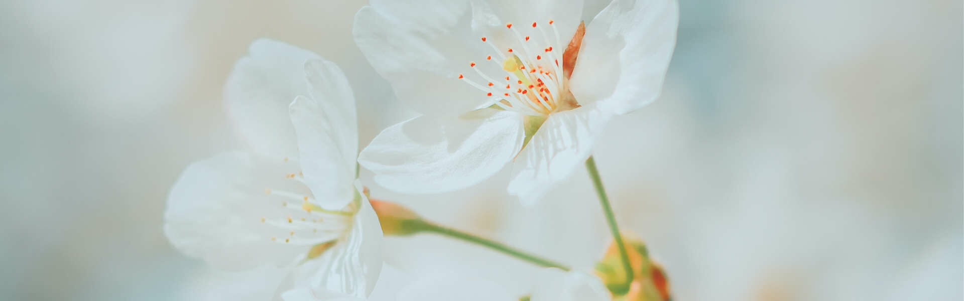 Trudering Wohnung Blumen