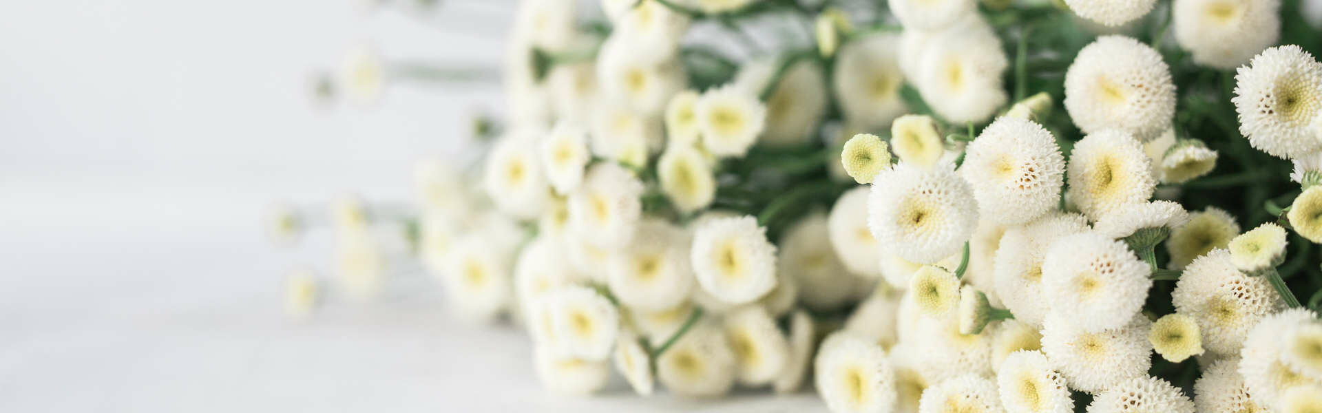 Trudering Wohnung Blumen