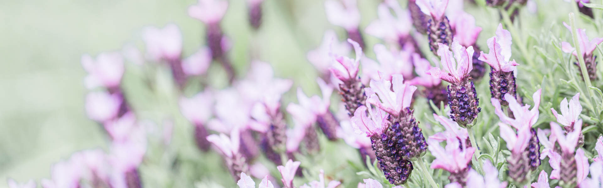 Trudering Wohnung Blumen