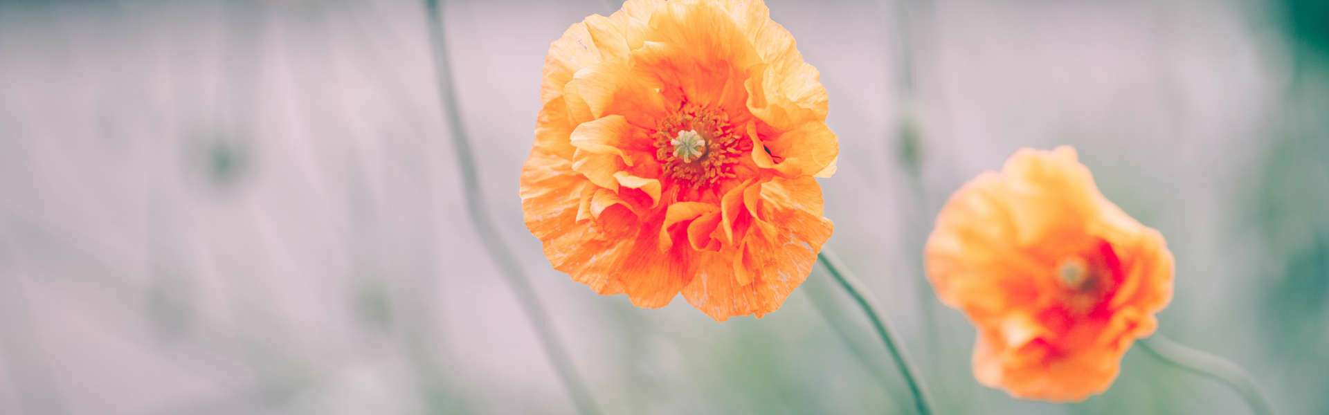 Zwei orangen Mohnblumen