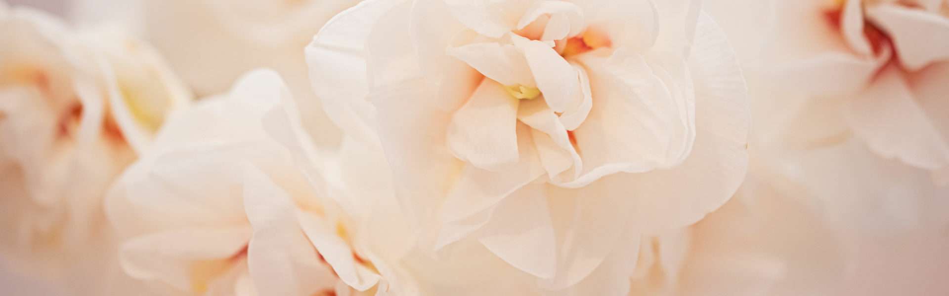 Blüten