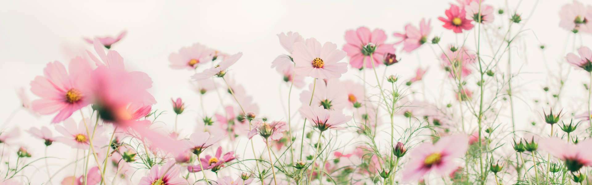 Pinke Wiesenblumen