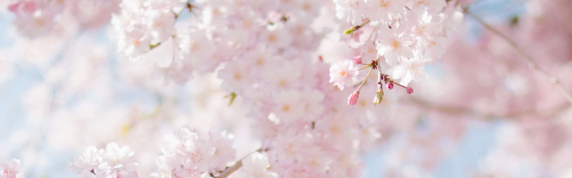 Pinke Blüten