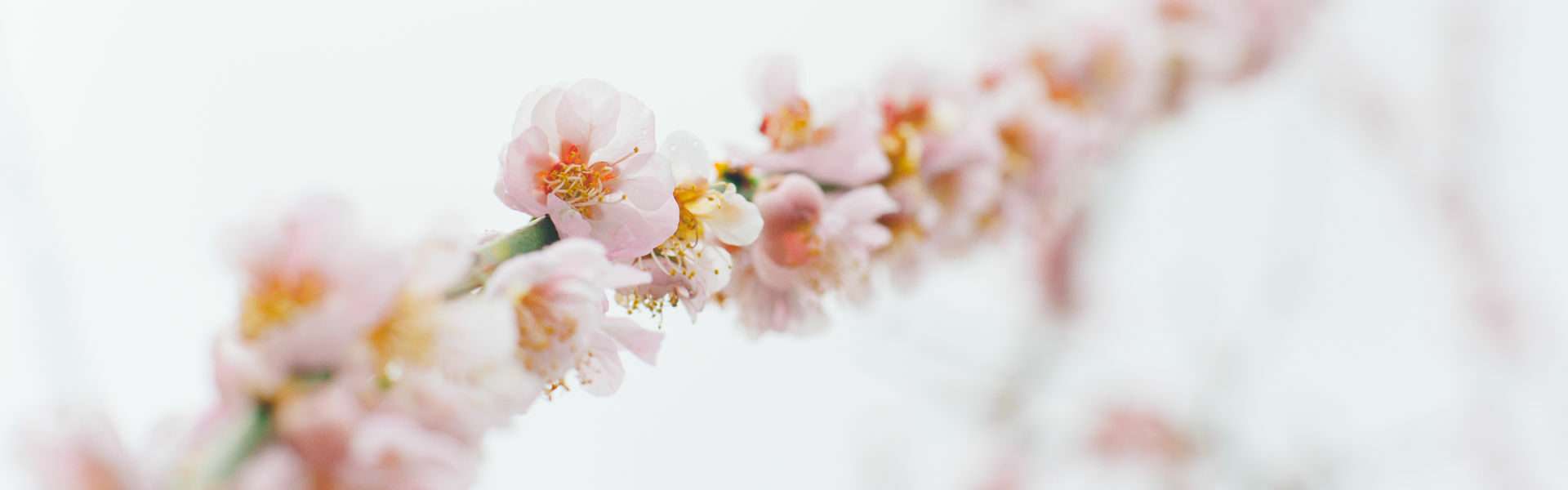 Aubing Blumen