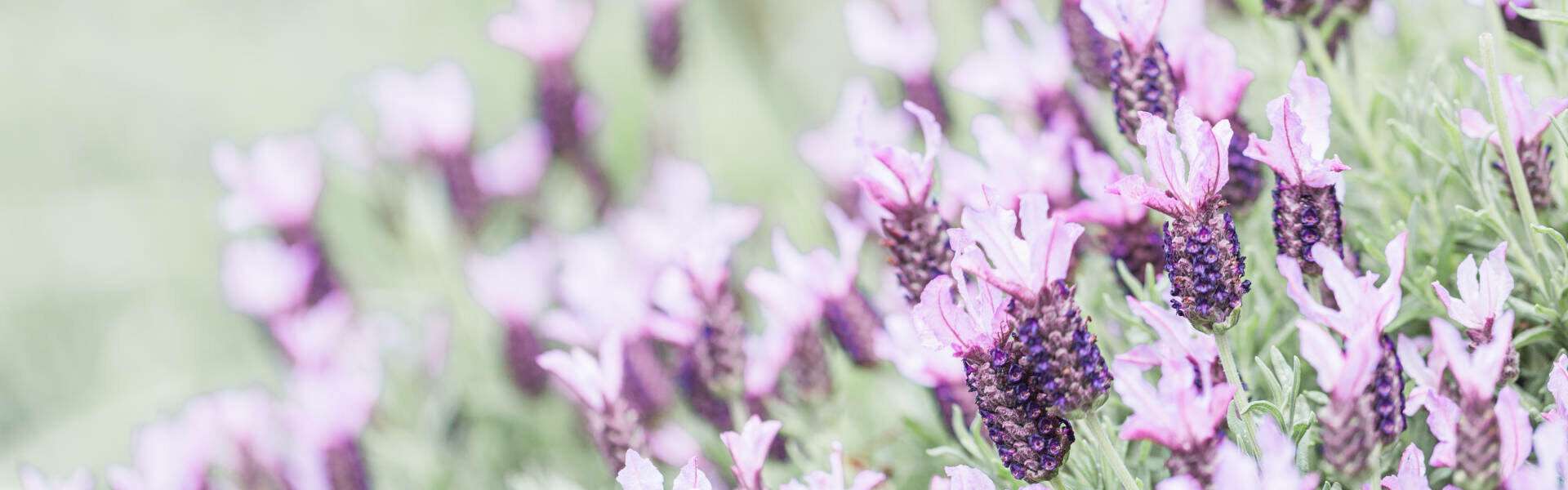 Lehel Wohnung mieten Blumen Lehel Wohnung mieten Blumen
